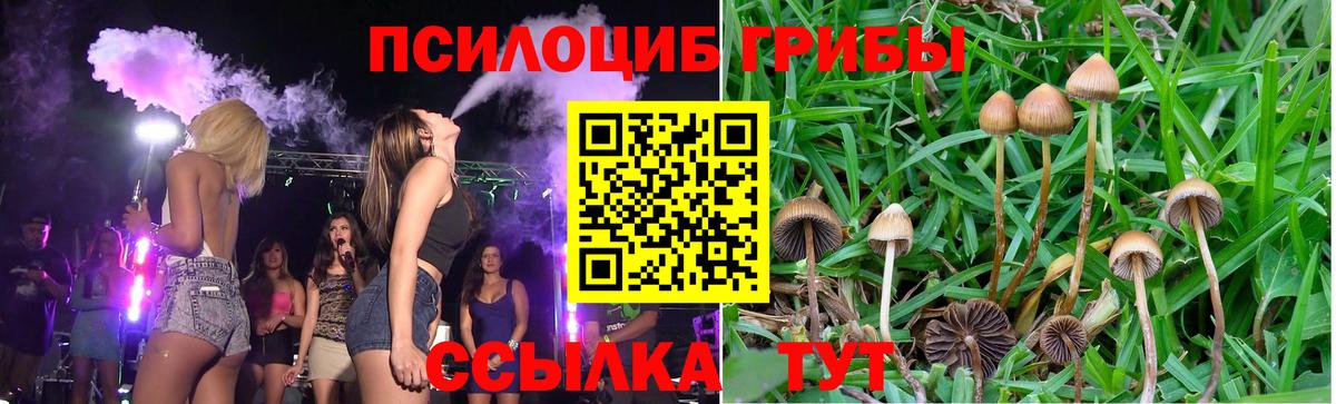 Галлюциногенные грибы Psilocybine cubensis Асбест